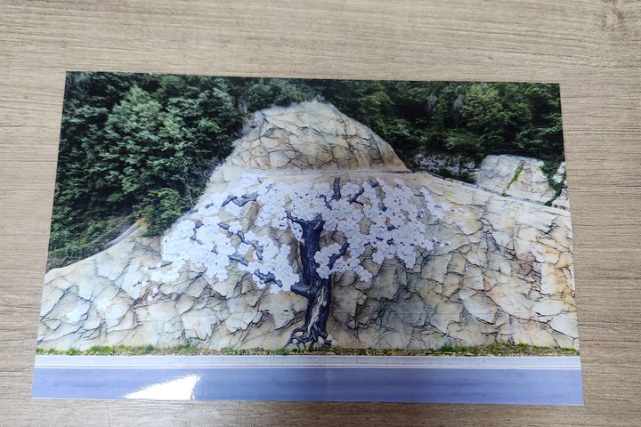 산수유 14번째 이미지