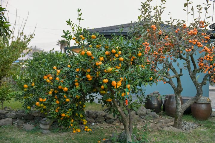 더제주1033 안채 15번째 이미지