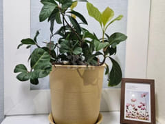 Rodem Tree Healing House 15th image