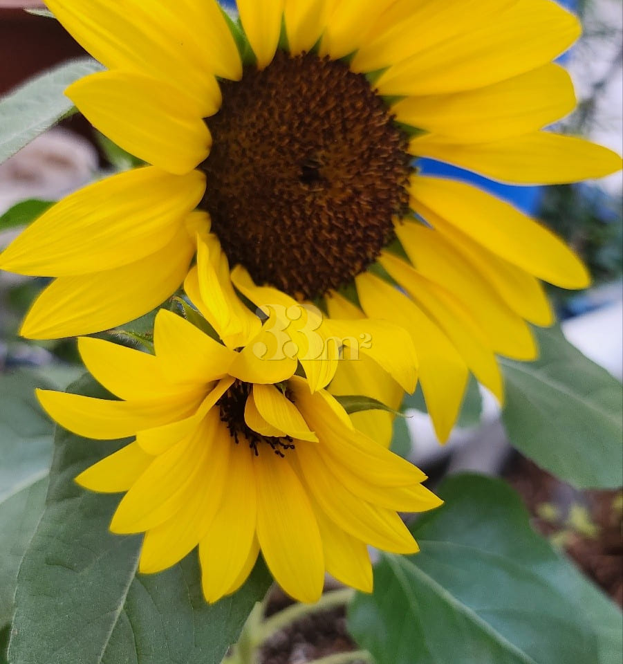 Palace Changgyeong 18th image