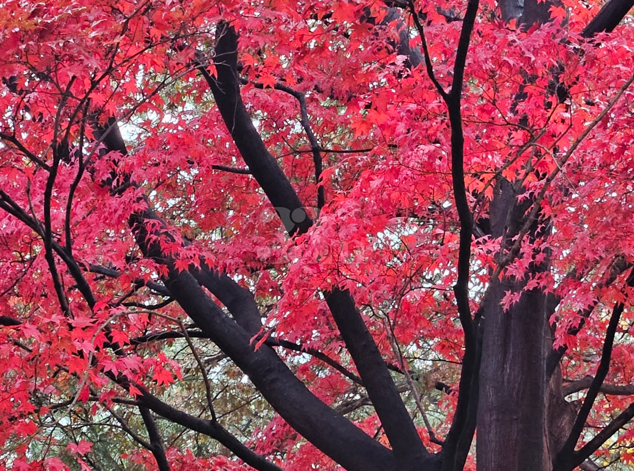 Namsan Pine / 28 pyeong 16th image