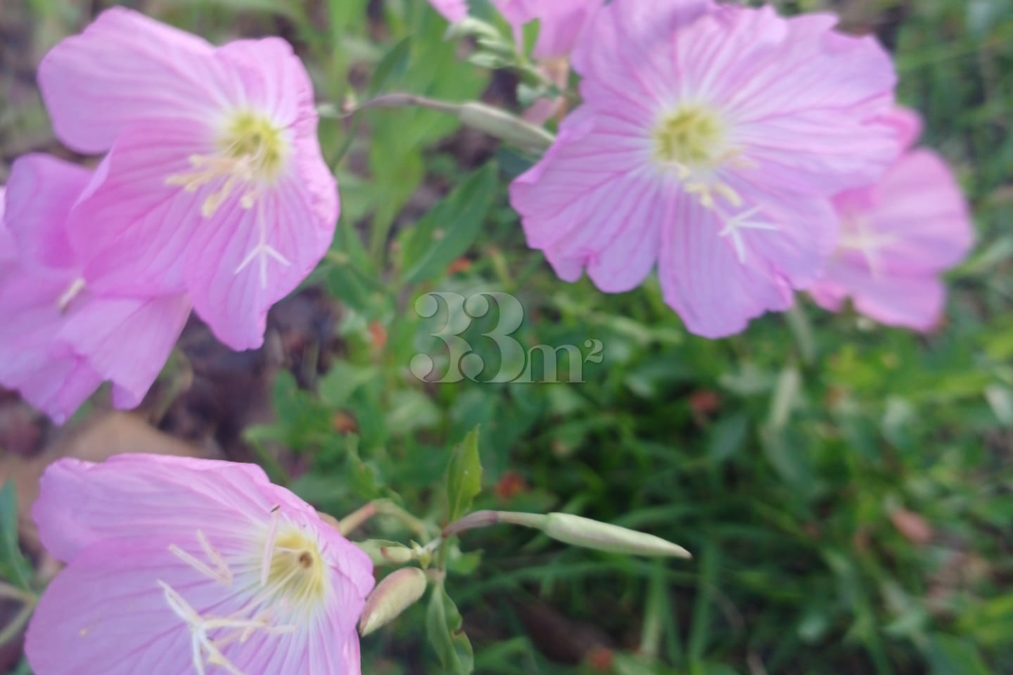 Grand Opening Discount: Boramae & Yeouido 16th image
