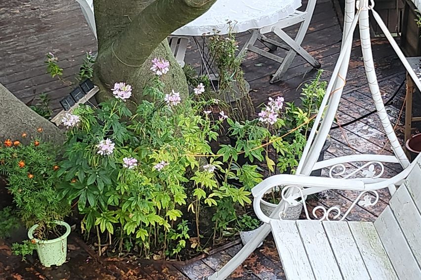 강화.  펜션. 안드로