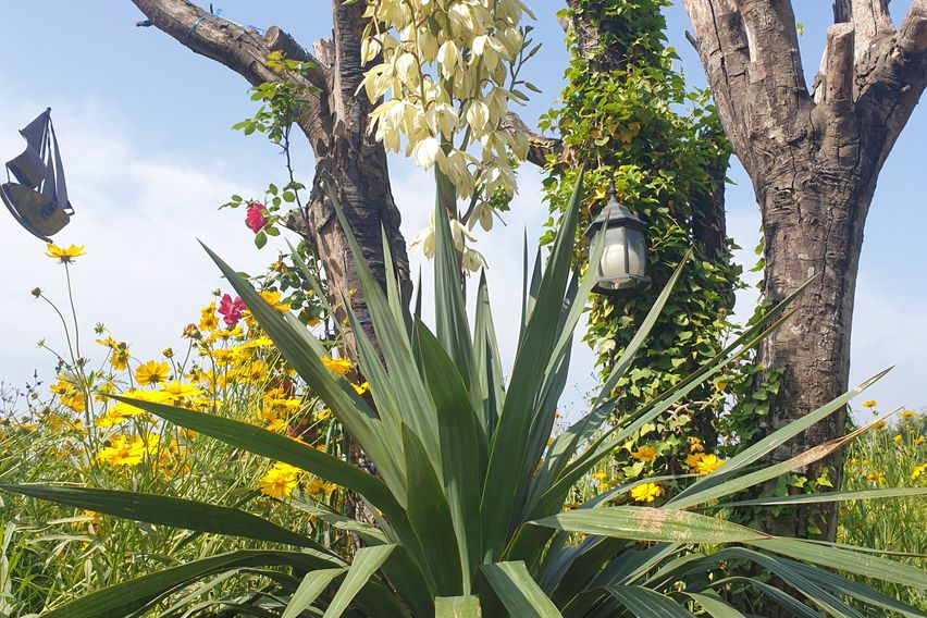 제주함덕(1.5룸)여름