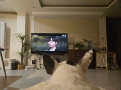 한강뷰 with 고양이 18번째 이미지