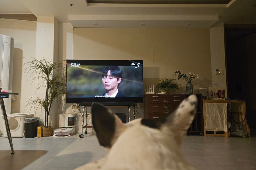 한강뷰 with 고양이