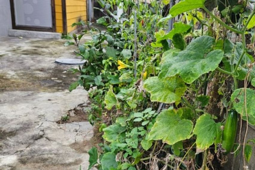 원주 단구동마당102 16번째 이미지