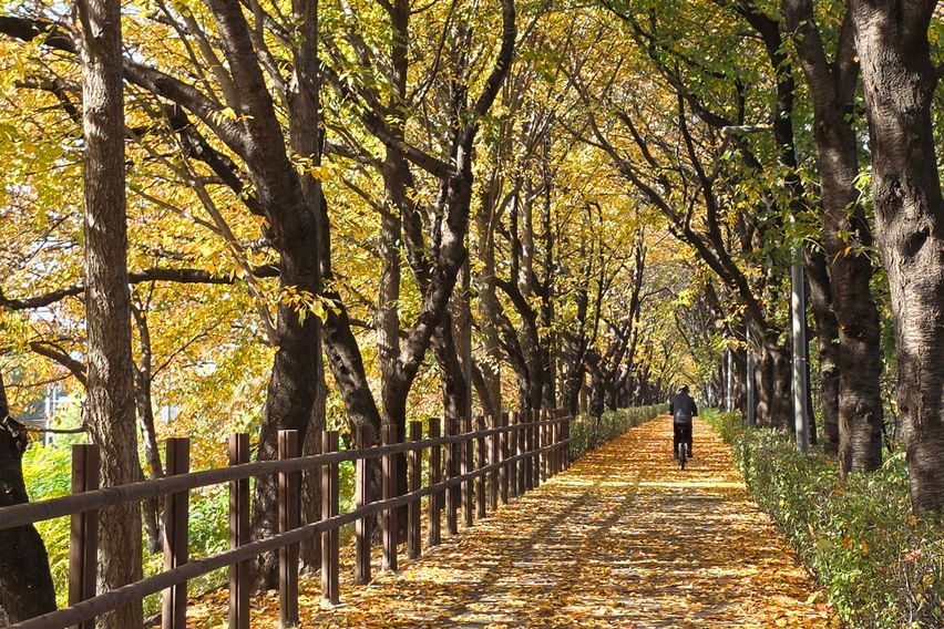 대청역/삼성병원/대치 17번째 이미지