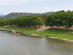 금강변을 따라 솔향기 10번째 이미지