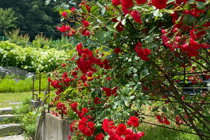 🌿용인 광교산 자연주택 11번째 이미지