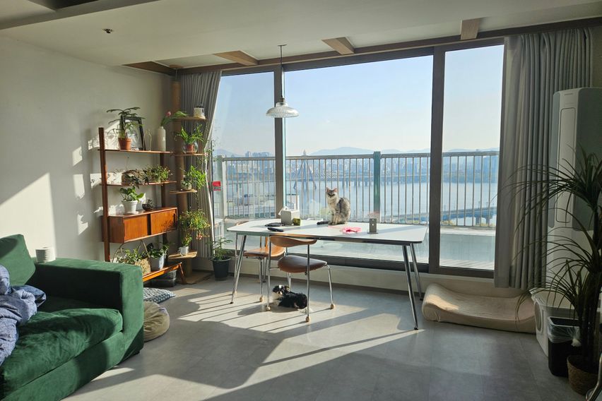 한강뷰 with 고양이