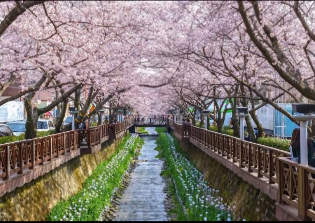 Dreaming Cherry Blossoms in Jinhae 0th image