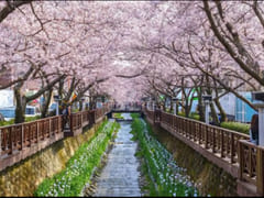 Dreaming Cherry Blossoms in Jinhae 0th image