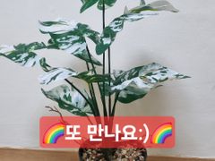 ☘️행운방☘️ 17번째 이미지