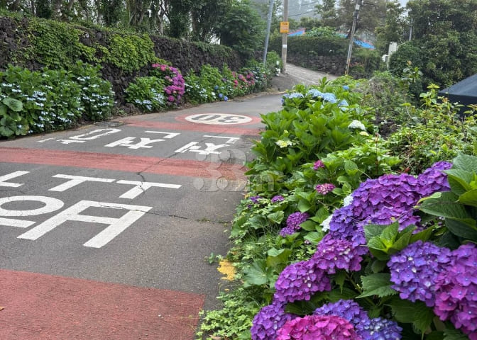 한라산방 7번째 이미지