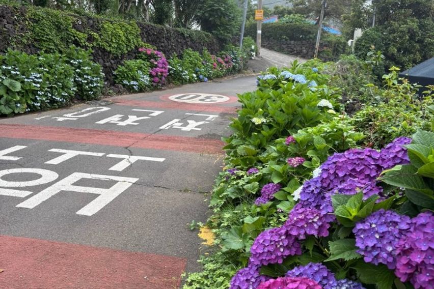 한라산방 7번째 이미지