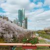 강남,서초,양재천 벚꽃 방 이미지