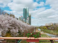 Gangnam, Seocho, Yangjaecheon Cherry Blossoms 0th image