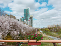 서초,양재천,카페거리 0번째 이미지