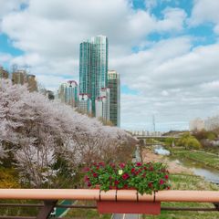 강남,서초,양재천 벚꽃 방 이미지
