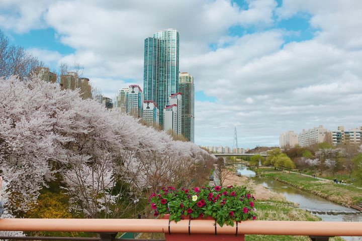 Gangnam, Seocho, Yangjaecheon Cherry Blossoms 0th image