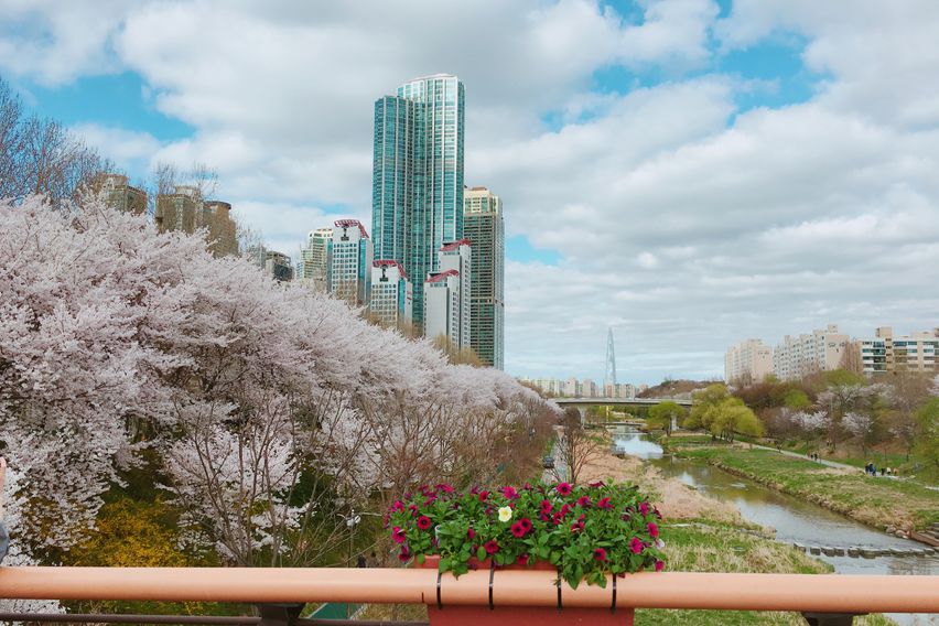 강남,서초,양재천 벚꽃