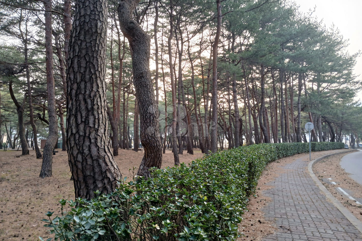 Unit 105, Donghwa Villa 6th image