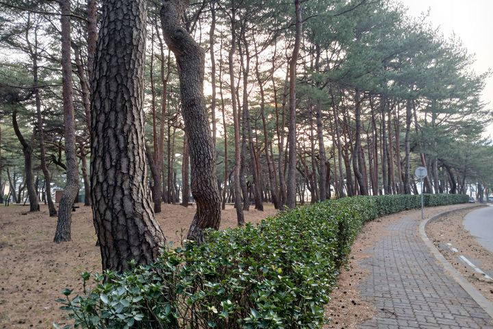 Unit 105, Donghwa Villa 6th image