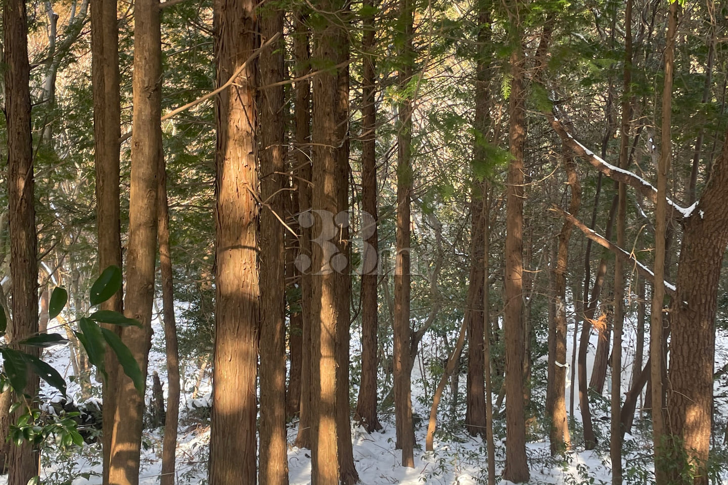 Healing in the clear forest of Hallasan Mount 16th image