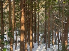 한라산 맑은 숲속 힐링 2번째 이미지
