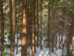 Healing in the clear forest of Hallasan Mount 16th image