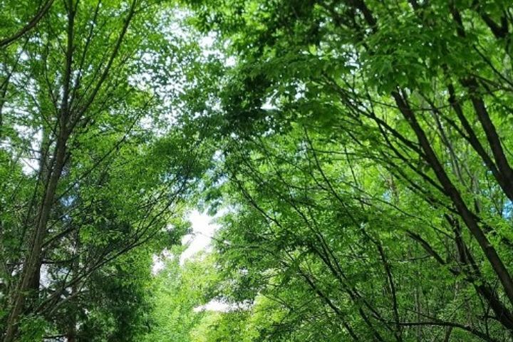 숲세권에서 힐링을 🌿 0번째 이미지