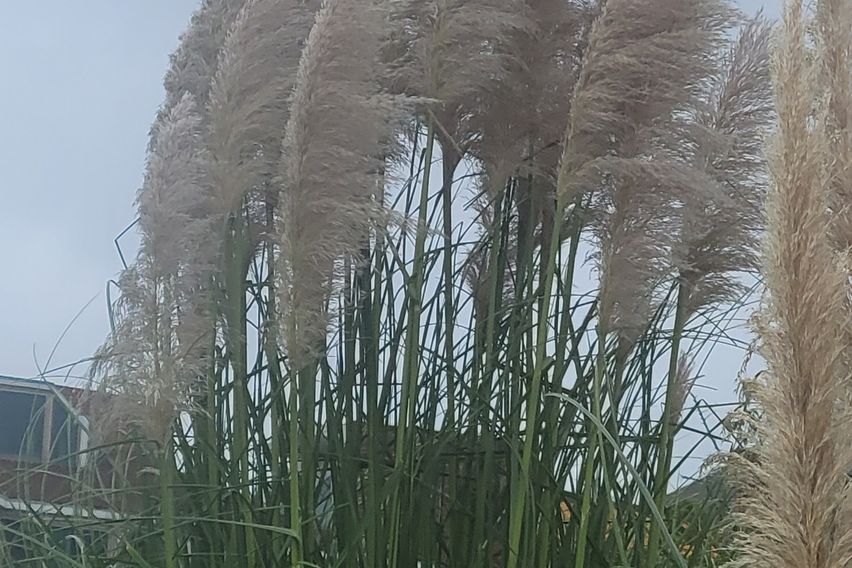 1 국가정원 퀸2싱글1