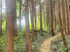 Healing in the clear forest of Hallasan Mount 12th image