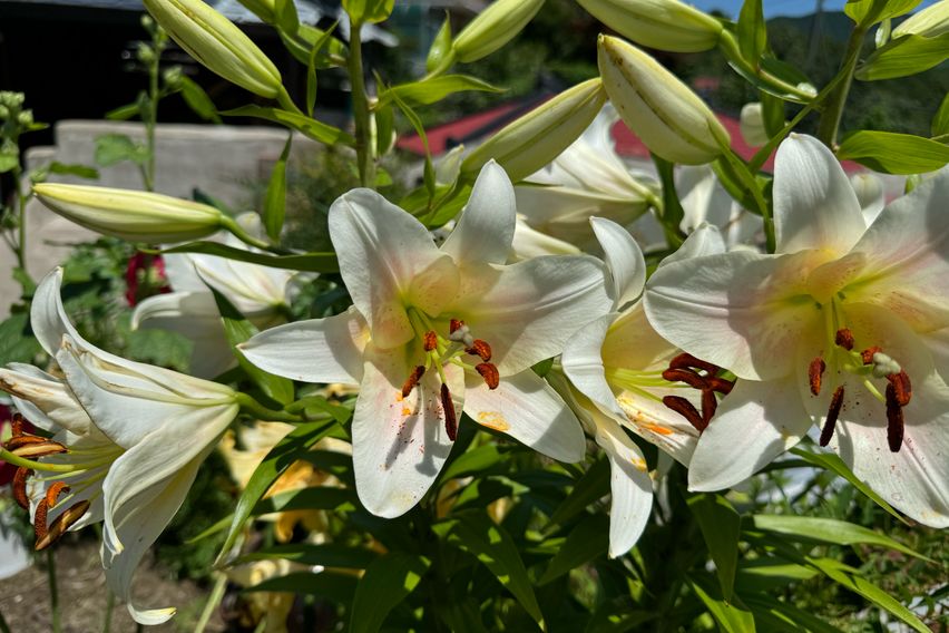 고도 420m 공기좋은