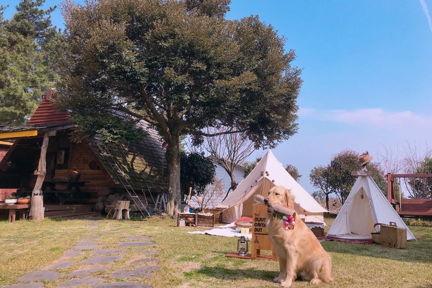 애월소길리나뭇잎사이로