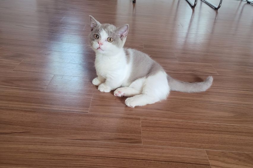 양평 독채 수영장풀빌라