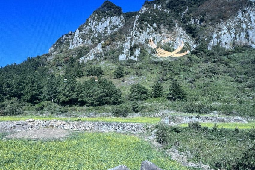 서귀포산방산유채꽃밭 1번째 이미지