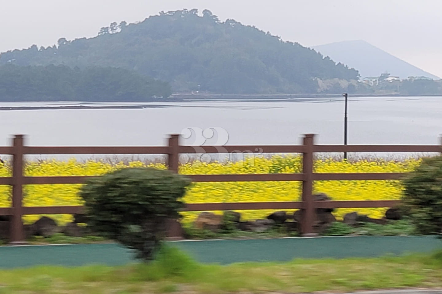 [Jeju] Canola Flowers and Ojo Lake 6th image