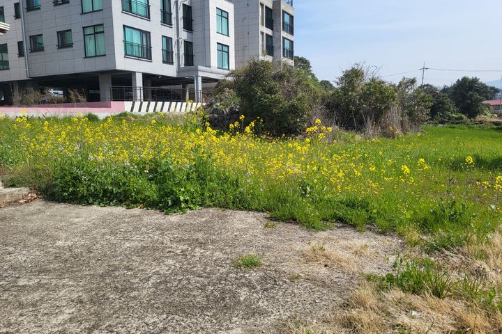 제주국제학교 인근 독채 10번째 이미지