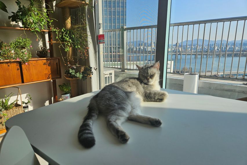 한강뷰 with 고양이