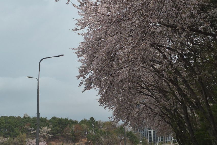 사천  선진리성벚꽃공원 15번째 이미지