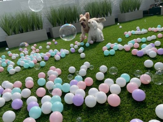 반려동물 가능 수원중심