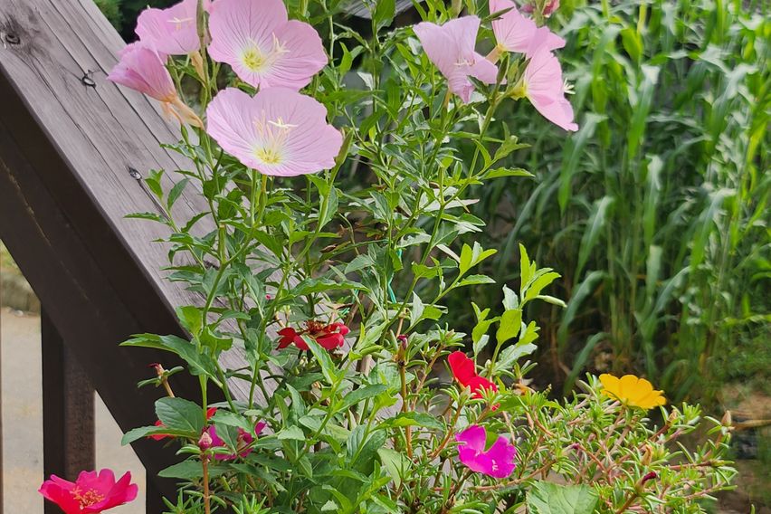 강화도 펜션( 레오