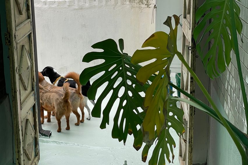 슬리피선데이-독채반려동 15번째 이미지