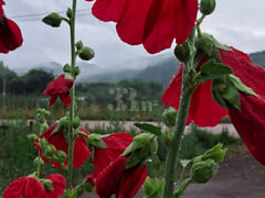 Rural Hanok in Cheongsong (near Juwangsan Mou 19th image