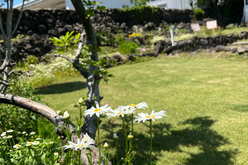 법환포구마을 돌담집