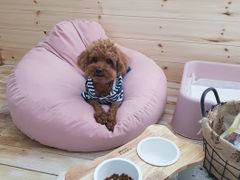 이호테우감성숙소공항 6번째 이미지