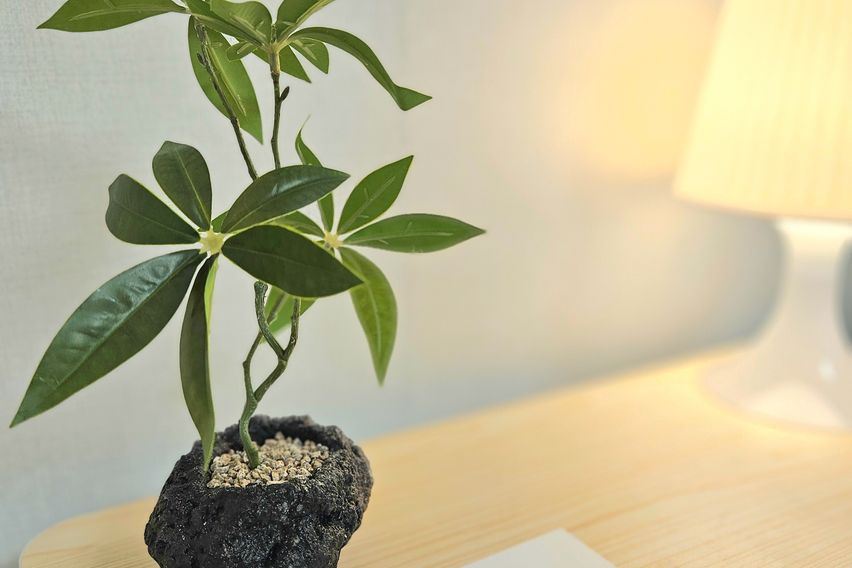 로와스테이디럭스A2타입 5번째 이미지