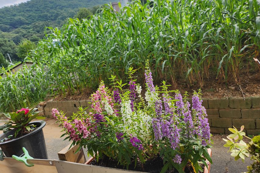  깅화도  오션뷰 첸션